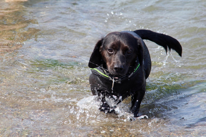 Hund in der Ostsee